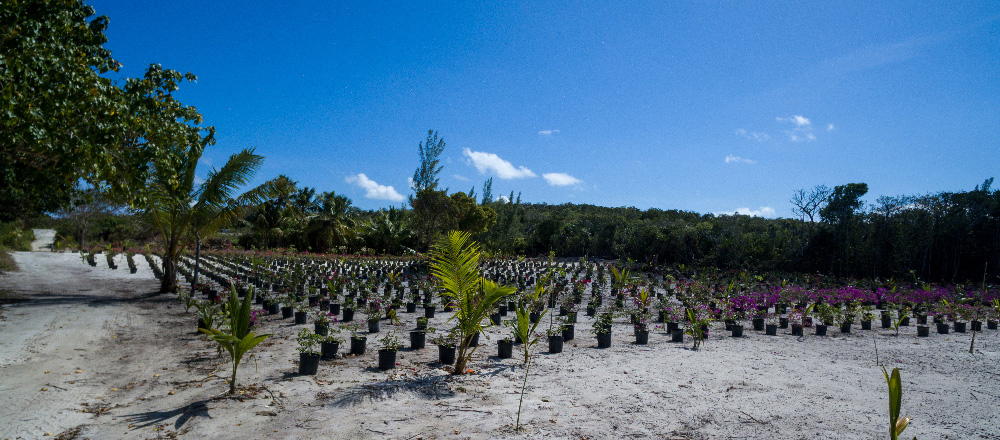 The nursery at Orchid Bay